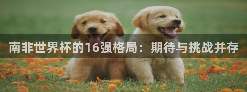 世界杯官网入口：南非世界杯的16强格局：期待与挑战并存