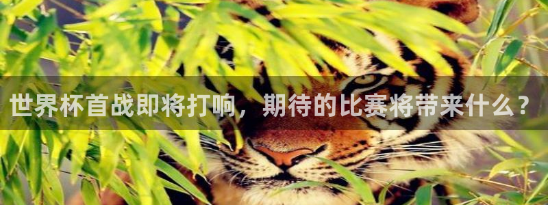 2026世界杯官网入口：世界杯首战即将打响，期待的比赛将带来什么？