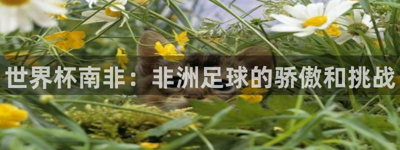 世界杯足球赛：世界杯南非：非洲足球的骄傲和挑战